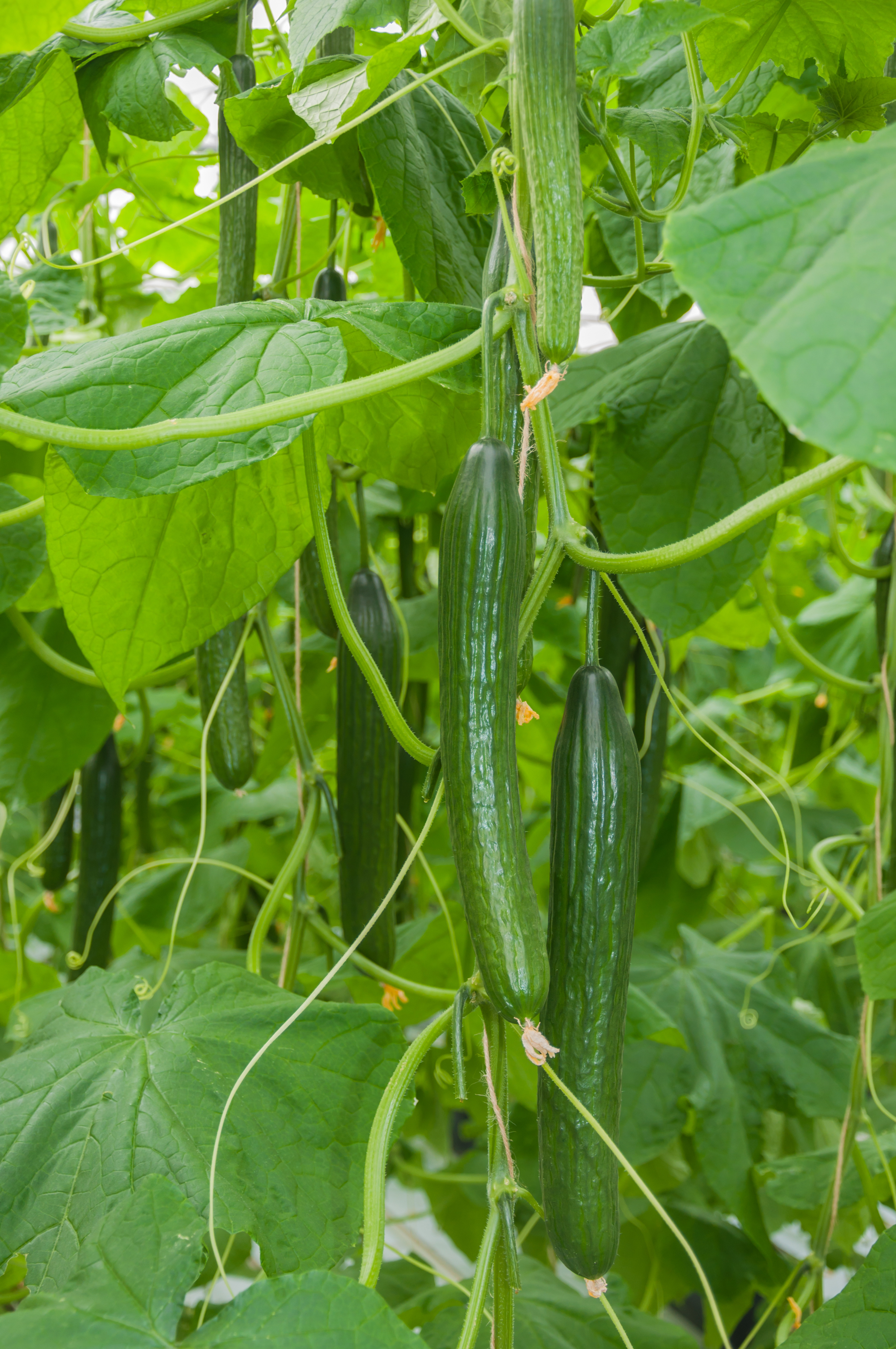 Closeup of cucumbers hanging in a greenhouse
